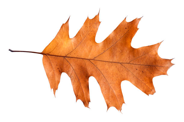 istock Red and yellow isolated leaf from garden tree on white background 900303106