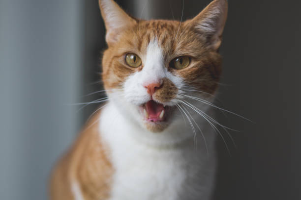 Cat meowing and yawning Cat in the middle of a meow and yawn miaowing stock pictures, royalty-free photos & images