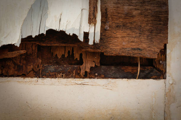 istock rotting wooden panels crumbling with decay 900306180