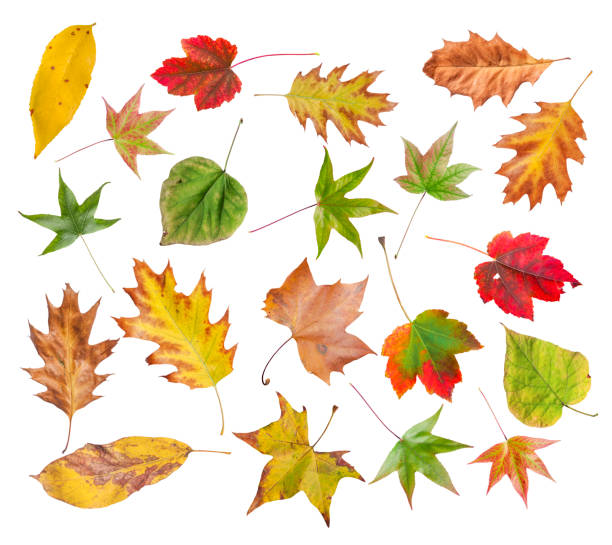 istock Set of autumn colored leaves from park isolated on white 900306558