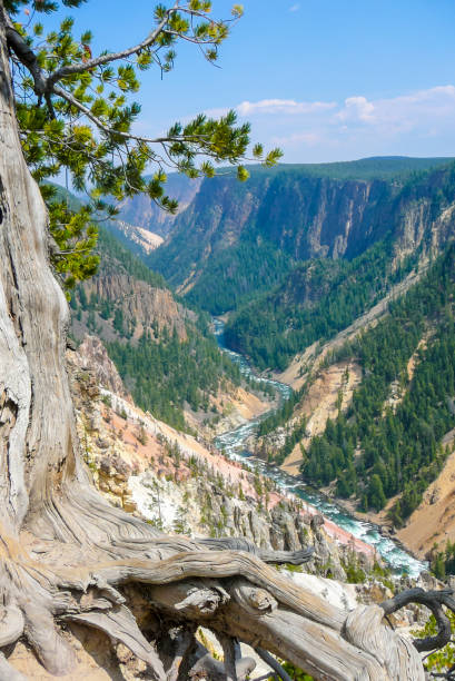 Canyon and river at Inspiration Point Yellowstone Park Wyoming
