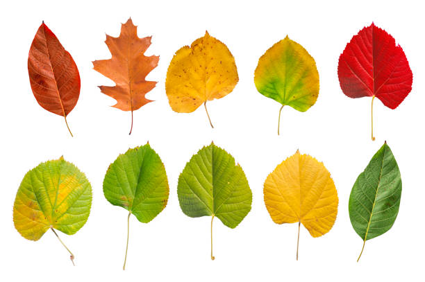 Several natural colored botany garden leaf from tree isolated on white background