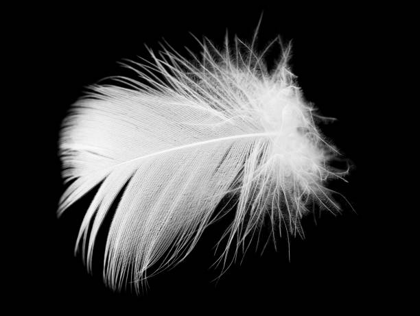 istock White feather of a bird on a black background 900309286