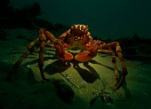 spider-crab.jpg?b=1&s=170x170&k=20&c=fGB90t0RPnCpRuG-D4GP7JknP0Hc47TFZ7hSkUvcZtA=