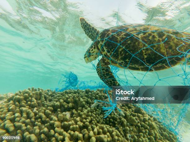 Tortuga Verde Y Descartan Red De Pesca Foto de stock y más banco de imágenes de Mar - Mar, Plástico, Contaminación ambiental