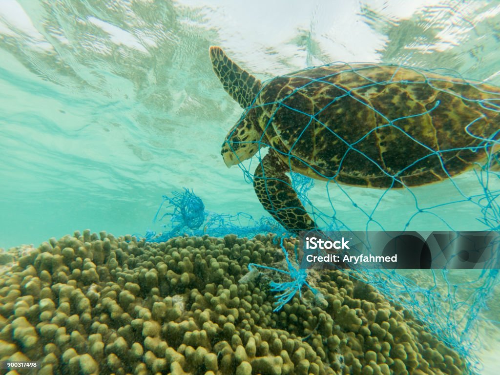 Vert tortue et ignoré de filet de pêche - Photo de Mer libre de droits