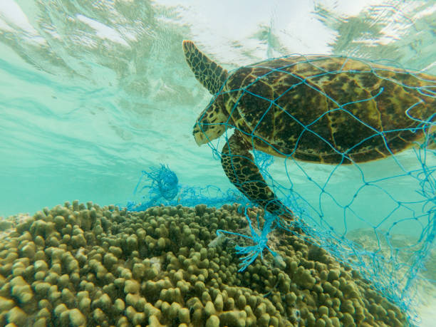 istock Green sea turtle and discarded fishing net 900317498