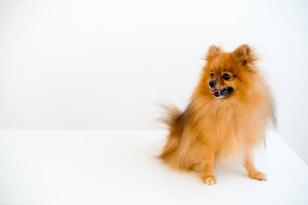 istock Dog with a vet 900317758