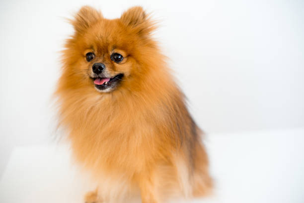 istock Dog with a vet 900317766