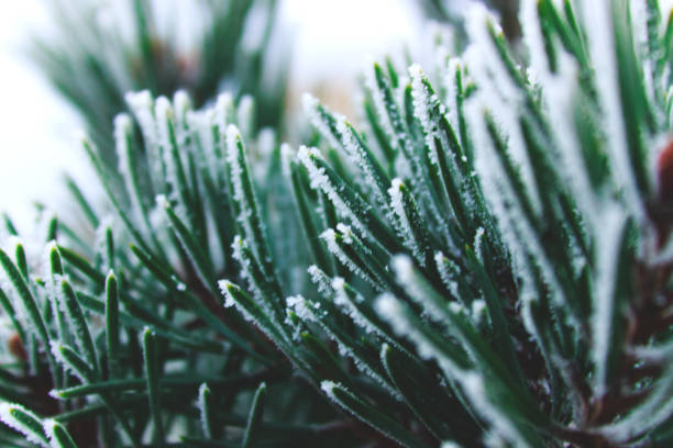 ветка покрытая инеем - winter woods frost fragility stock-fotos und bilder