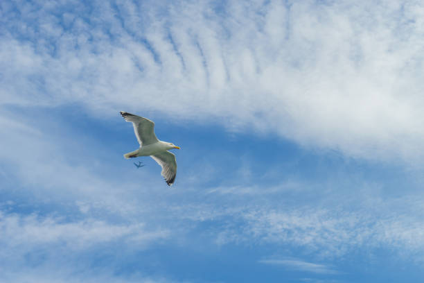 istock White gull flying Lower New York Bay 900321046