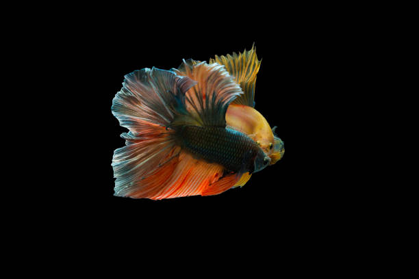 istock Two Siamese fighting fish , betta fish isolated on black background. 900321068