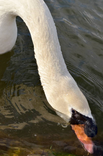 istock Swan foraging for food. 900321518