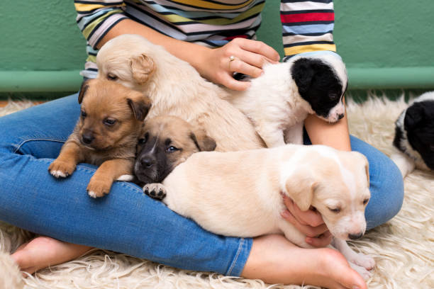 istock Young woman playing with puppies 900325096
