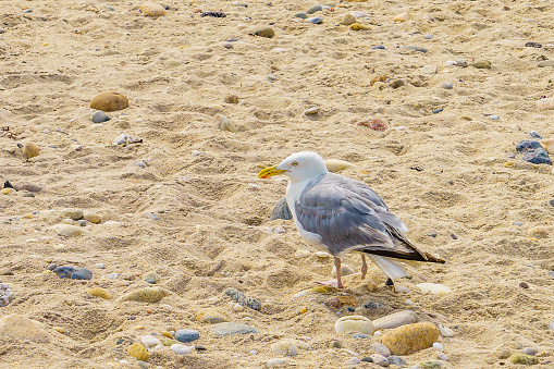 Sea gull with a damaged paw on the Orient beach, Long Island NY,US