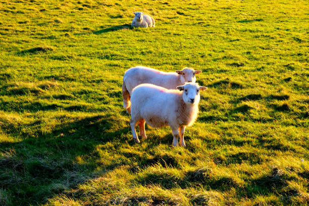 Sheep Sheering Pictures | Download Free Images on Unsplash