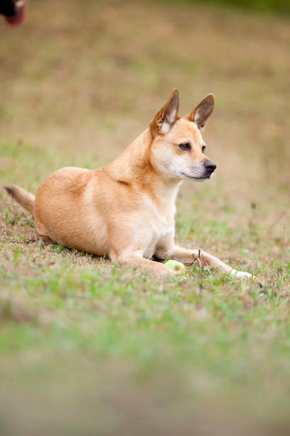 istock cute little dog playing on a meadow 900328134