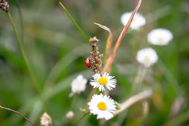 Photo of Ladybug and Daisy