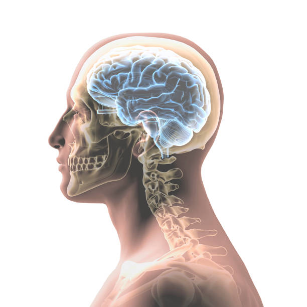 istock Profile of Man's Head with Skull and Brain on White Background 900337466