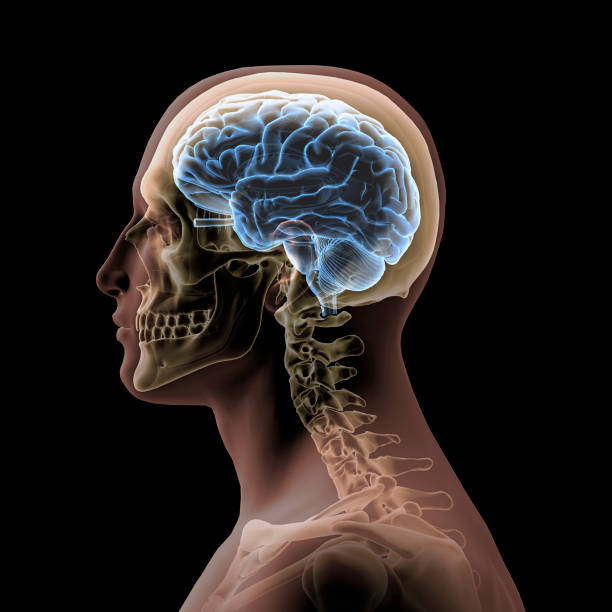 istock Profile of Man's Head with Skull and Brain on Black Background 900341044