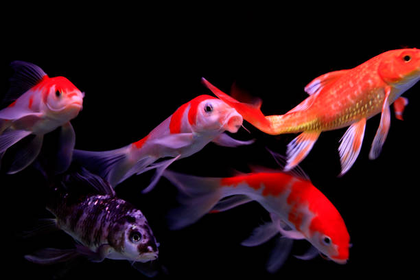 istock Koi fish in an aquarium 900341198