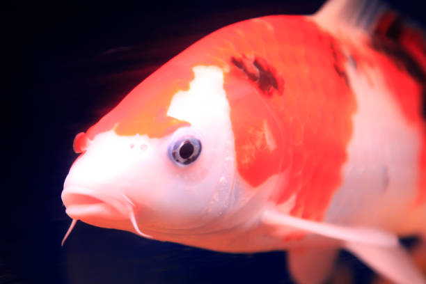 istock Koi fish in an aquarium 900341248