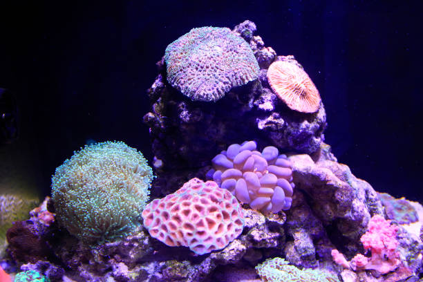 istock Corals in an aquarium 900341296