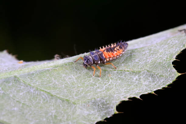 istock Harmonia axyridis on plant in the wild 900342202