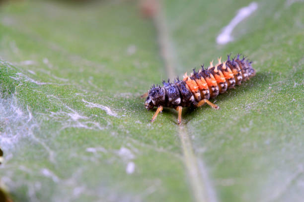 istock Harmonia axyridis on plant in the wild 900342256