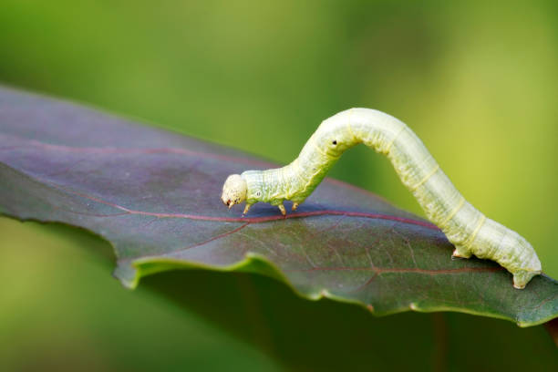 1,900+ Inchworm Stock Photos, Pictures & Royalty-Free Images - iStock