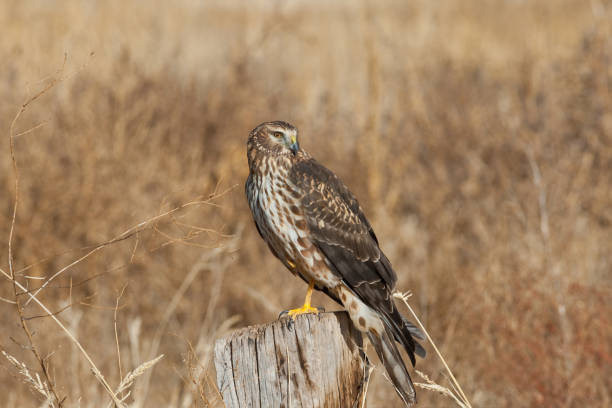 istock Female Northern Harrier 900352426