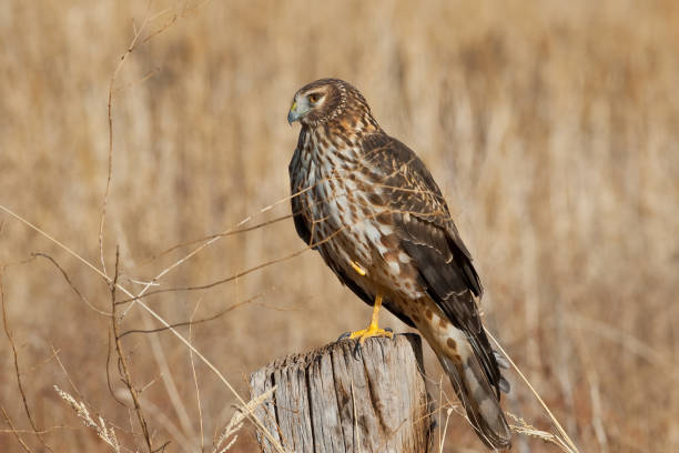 istock Female Northern Harrier 900352454