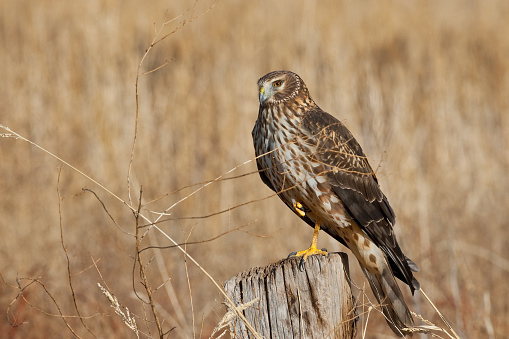 The Northern Harrier or Marsh Hawk (Circus cyaneus) is a migratory bird of prey that breeds in the northern hemisphere and winters in the southernmost USA, Mexico and Central America. It hunts by swooping low and following the contours of the land. Its prey consists of mice, snakes, insects and small birds. This female was found in Whitewater Draw Wildlife Area near McNeal, Arizona, USA.