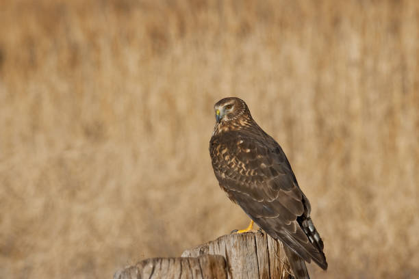istock Female Northern Harrier 900352576