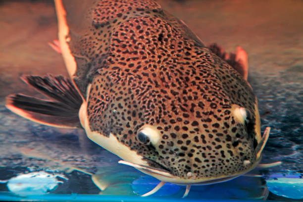 istock red tail catfish, closeup of photo 900352634