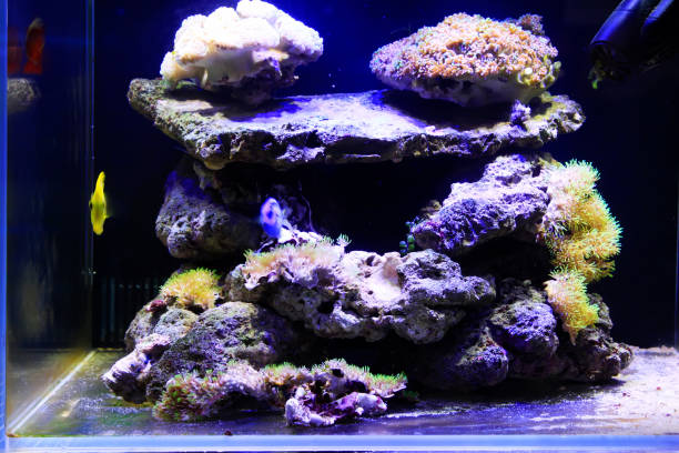 istock Corals in an aquarium 900352760