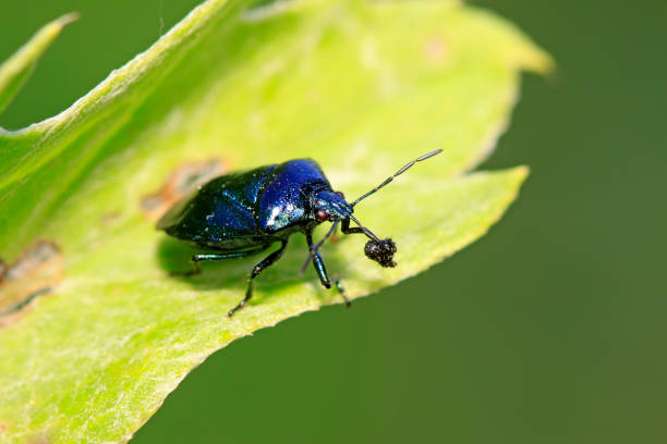 istock Zicrona caerulea on plant in the wild 900353036
