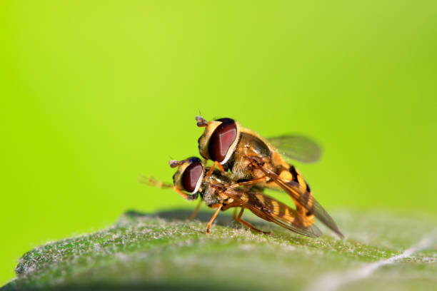 istock Syrphidae on plant in the wild 900353048