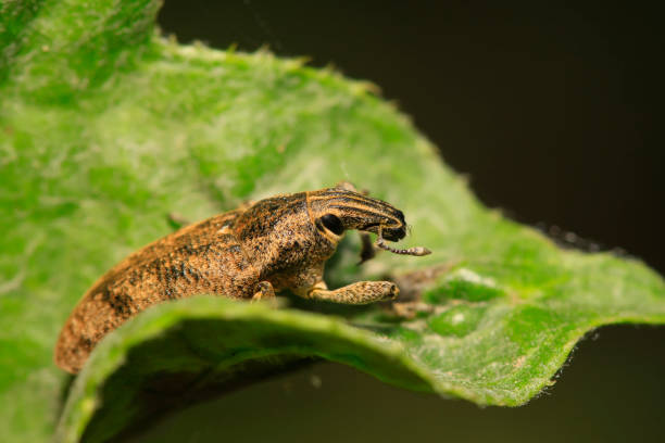 istock weevil on plant in the wild 900353066