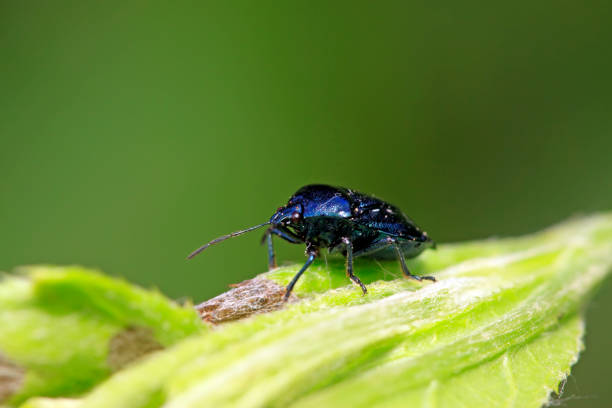 istock Zicrona caerulea on plant in the wild 900355780