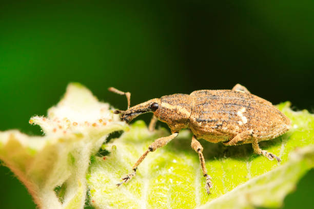 istock weevil on plant in the wild 900355838