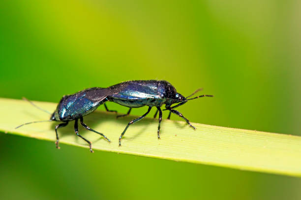 istock Zicrona caerulea on plant in the wild 900355862