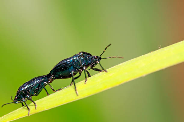 istock Zicrona caerulea on plant in the wild 900355864