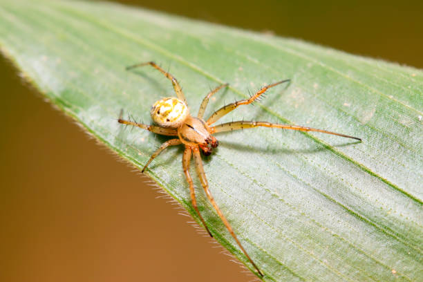 istock spider on plant in the wild 900356044