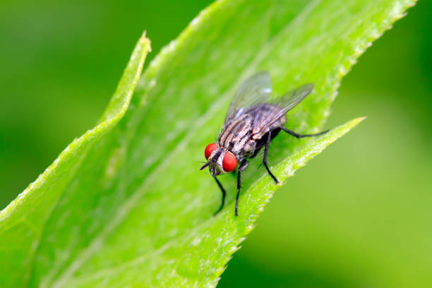 istock Tachinidae on plant in the wild 900356084