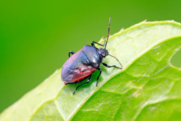 istock Zicrona caerulea on plant in the wild 900356090