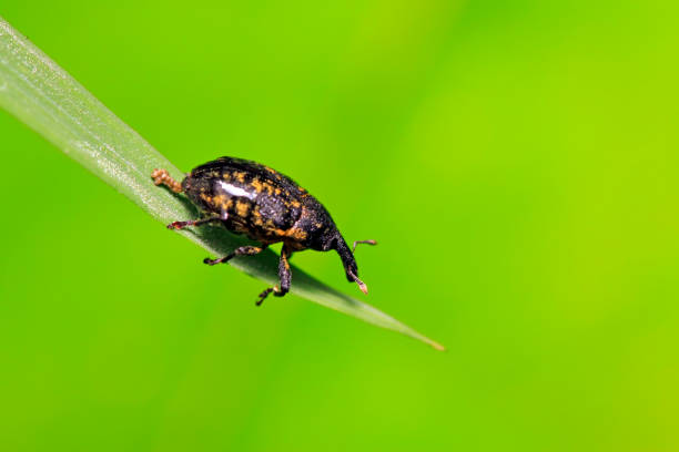 istock weevil on plant in the wild 900356170