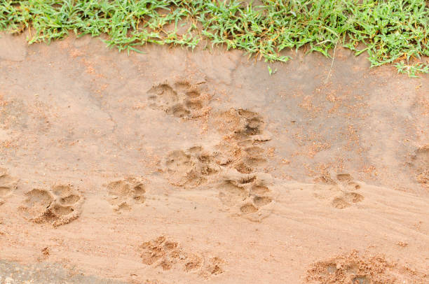Lions resting by the roadside, Majete Wildlife Reserve, Malawi, Africa. Malawi, the landlocked country in southeastern Africa, is a country of highlands split by the Great Rift Valley and the huge Lake Malawi, whose southern end is within Lake Malawi National Park and several other parks are now habitat for diverse wildlife from colorful fish to the Big Five. Cape Maclear is known for its beach resorts, whilst several islands offer rest and recreation.