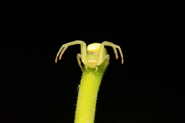 istock crab spider on plant in the wild 900356556
