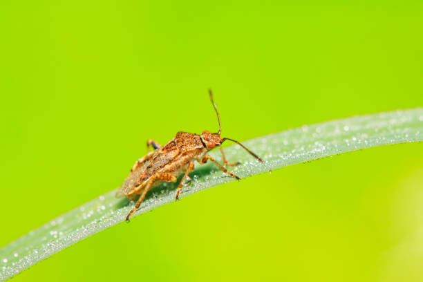 istock stinkbug on plant in the wild 900356604